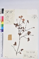 藏品(唐杜鵑、大屯杜鵑、中原氏杜鵑)的圖片