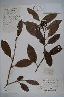 藏品(廣葉冬青、大葉冬青、苦丁茶)的圖片