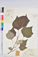 藏品(白背葉)的圖片