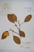 藏品(臺灣樹參)的圖片