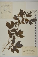 藏品(衛矛)的圖片