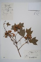 藏品(三角楓)的圖片