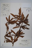 藏品(安徽小蘗)的圖片