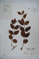 藏品(裡白忍冬、紅腺忍冬)的圖片