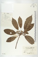 藏品(薯豆)的圖片