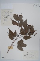 藏品(紫槭)的圖片