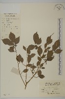 藏品(衛矛)的圖片