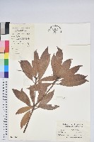 藏品(美麗馬醉木)的圖片