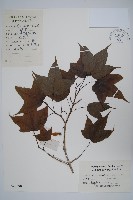 藏品(鈍角三峽槭)的圖片