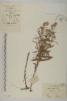 藏品(香青)的圖片