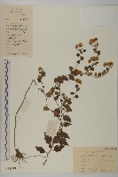 藏品(油菊、野菊)的圖片