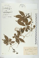 藏品(絞股藍)的圖片