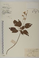 藏品(阿里山鬼督郵)的圖片