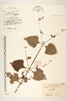 藏品(毛梗豨薟)的圖片