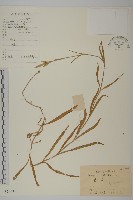 藏品(瞿麥)的圖片