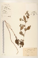 藏品(苦實菜)的圖片