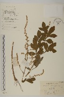 藏品(角菜、珍珠菜)的圖片