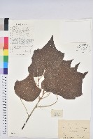 藏品(白背葉)的圖片