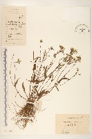 藏品(齒緣苦實)的圖片