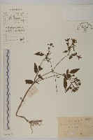 藏品(大狼把草)的圖片