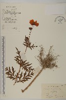 藏品(硫磺菊)的圖片