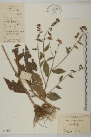 藏品(山白蘭)的圖片