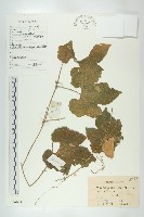 藏品(王瓜)的圖片