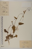 藏品(紫背草)的圖片