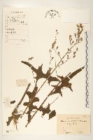 藏品(多裂翅果菊)的圖片