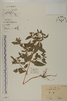 藏品(鱧腸)的圖片