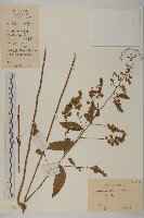 藏品(珍珠蒿、奇蒿)的圖片