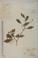 藏品(大果衛矛)的圖片