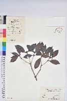 藏品(鹿角杜鵑、西施花、青紫木)的圖片