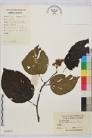 藏品(毛枳椇)的圖片