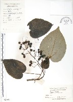 藏品(山桐子)的圖片