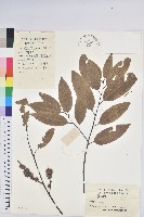 藏品(火燒柯、栲樹)的圖片