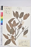 藏品(粗糠柴)的圖片