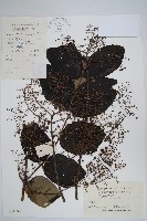 藏品(蔥木)的圖片