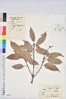 藏品(苦櫧栲)的圖片