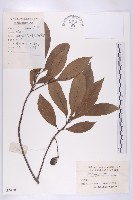 藏品(杜英)的圖片