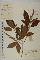 藏品(華東山柳)的圖片