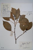 藏品(臺灣樹參)的圖片