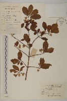 藏品(西南衛矛)的圖片