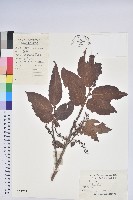 藏品(小果南燭)的圖片