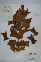 藏品(枸骨)的圖片