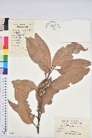 藏品(短尾葉石櫟、綿柯)的圖片