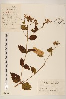 藏品(華澤蘭)的圖片