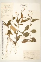 藏品(蔓黃菀)的圖片