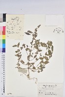 藏品(鐵莧菜)的圖片