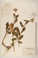 藏品(野茼蒿)的圖片